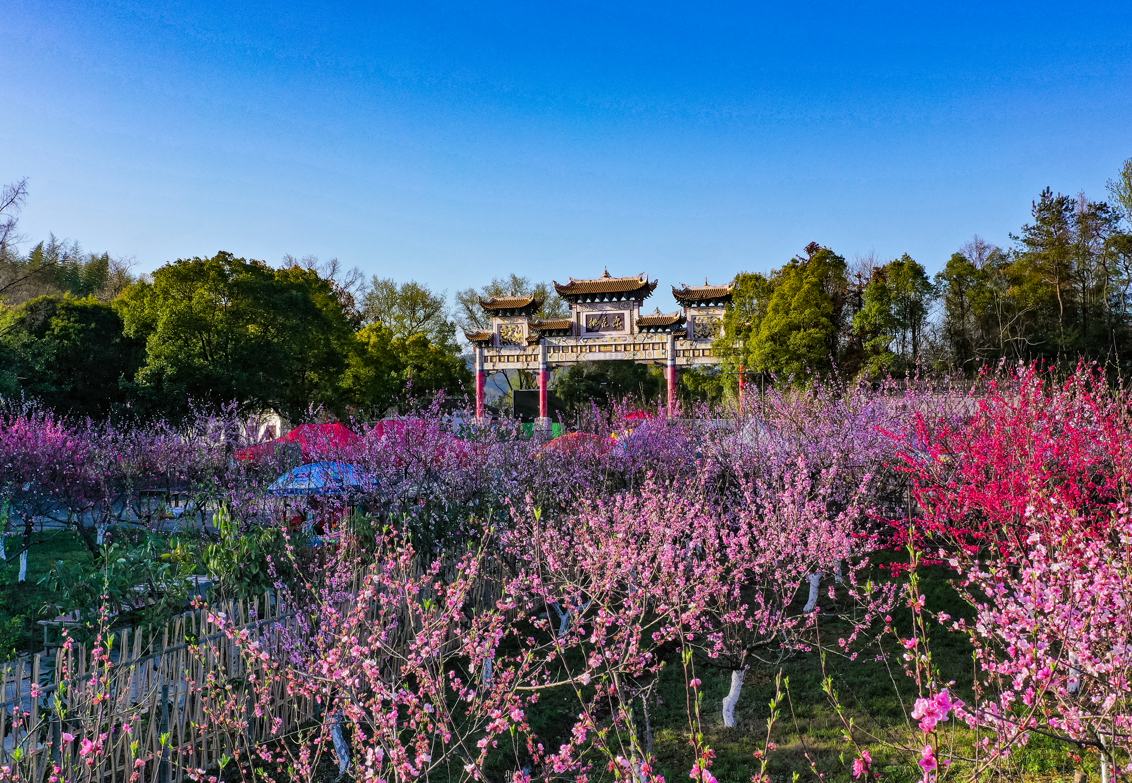 萬畝桃花浪漫愛情之旅